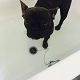 Kutya Francia bulldog