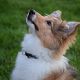 Kutya Sheltie