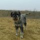 Kutya Schnauzer