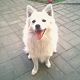 Kutya Spitz