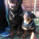 Kutya Rottweiler