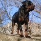 Kutya Rottweiler