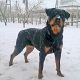 Kutya Rottweiler