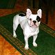 Kutya Francia bulldog