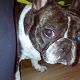 Kutya Francia bulldog