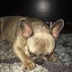 Kutya Francia bulldog