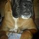 Kutya Boxer
