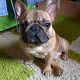 Kutya Francia bulldog