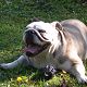 Kutya Bulldog