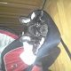 Kutya Francia bulldog