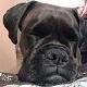 Kutya Boxer