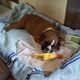 Kutya Boxer