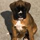 Kutya Boxer