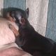 Kutya Pinscher
