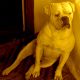 Kutya Amerikai bulldog