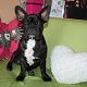 Kutya Francia bulldog