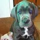 Kutya Cane corso