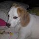 Kutya Beagle