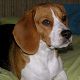 Kutya Beagle