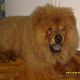 Kutya Chow-chow