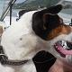 Kutya Parson Jack Russel