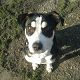 Kutya Staffordshire bullterrier