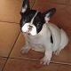 Kutya Francia bulldog