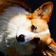 Kutya Corgi