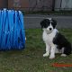 Kutya Border collie