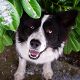 Kutya Border collie