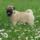 Kutya Mops