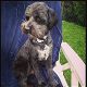 Kutya Tibeti terrier