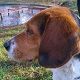 Kutya Beagle