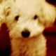 Kutya Bichon bolognese