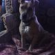 Kutya Staffordshire bullterrier