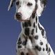 Kutya Dalmata