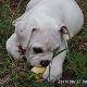 Kutya Bulldog