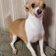 Kutya Chihuahua