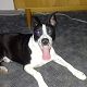 Kutya Pitbull terrier