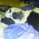Kutya Pitbull terrier