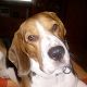 Kutya Beagle