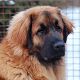 Kutya Leonberger