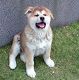 Kutya Akita inu