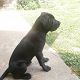 Kutya Cane corso