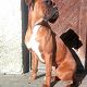 Kutya Boxer