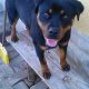 Kutya Rottweiler