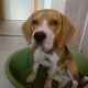 Kutya Beagle