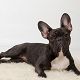 Kutya Francia bulldog