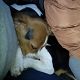Kutya Beagle