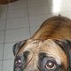 Kutya Boxer